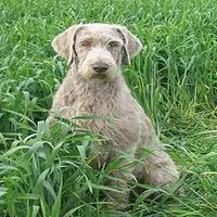 A photograph of the Slovak Rough-haired Pointer