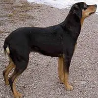 A photograph of the Smaland Hound