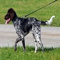 A photograph of the Small Munsterlander