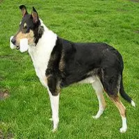 A photograph of the Smooth Collie