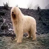 A photograph of the South Russian Ovcharka