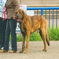 A photograph of the Spanish Mastiff