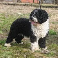 A photograph of the Spanish Water Dog