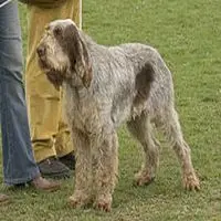 A photograph of the Spinone Italiano