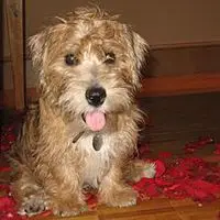 A photograph of the Sporting Lucas Terrier