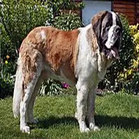 A photograph of the St. Bernard