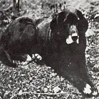 A photograph of the St. John's water dog