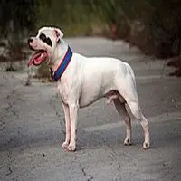 A photograph of the Staffordshire Bull Terrier