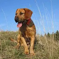 A photograph of the Styrian Coarse-haired Hound