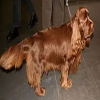 A photograph of the Sussex Spaniel