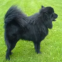 A photograph of the Swedish Lapphund