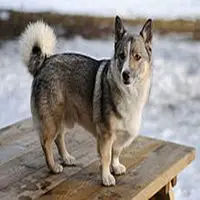 A photograph of the Swedish Vallhund