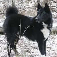 A photograph of the Tahltan Bear Dog
