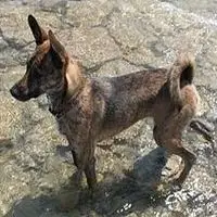 A photograph of the Taiwan Dog
