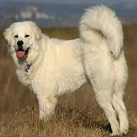 A photograph of the Tatra Shepherd Dog