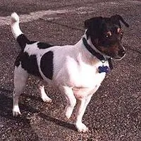 A photograph of the Teddy Roosevelt Terrier