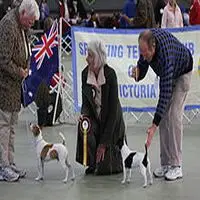 A photograph of the Tenterfield Terrier