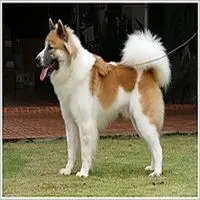 A photograph of the Thai Bangkaew Dog