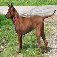 A photograph of the Thai Ridgeback
