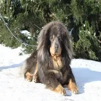 A photograph of the Tibetan Mastiff