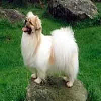 A photograph of the Tibetan spaniel