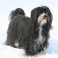 A photograph of the Tibetan Terrier