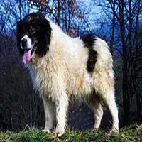 A photograph of the Tornjak