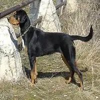 A photograph of the Transylvanian Hound (Short)