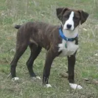 A photograph of the Treeing Cur