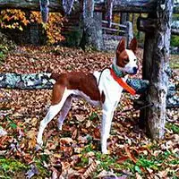 A photograph of the Treeing Feist