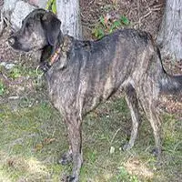 A photograph of the Treeing Tennessee Brindle