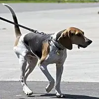 A photograph of the Treeing Walker Coonhound