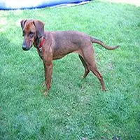 A photograph of the Tyrolean Hound
