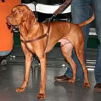 A photograph of the Vizsla