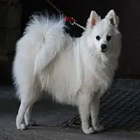 A photograph of the Volpino Italiano