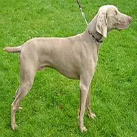 A photograph of the Weimaraner