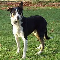 A photograph of the Welsh Sheepdog
