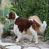 A photograph of the Welsh Springer Spaniel