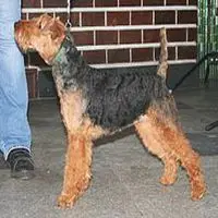 A photograph of the Welsh Terrier