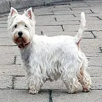 A photograph of the West Highland White Terrier
