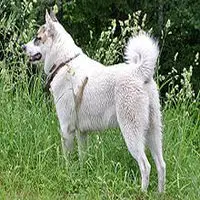 A photograph of the West Siberian Laika