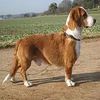 A photograph of the Westphalian Dachsbracke