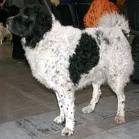 A photograph of the Wetterhoun