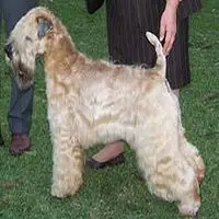 A photograph of the Wheaten Terrier