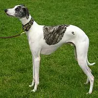 A photograph of the Whippet
