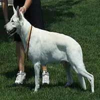A photograph of the White Shepherd