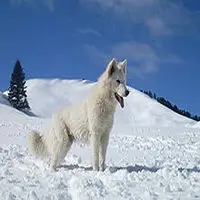A photograph of the White Swiss Shepherd Dog