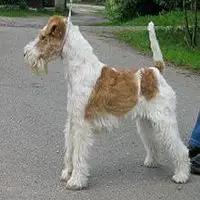 A photograph of the Wire fox terrier