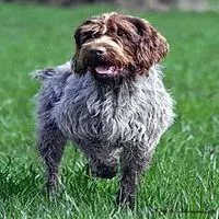 A photograph of the Wirehaired Pointing Griffon