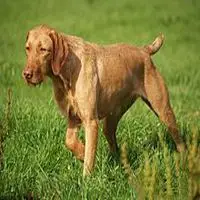 A photograph of the Wirehaired Vizsla